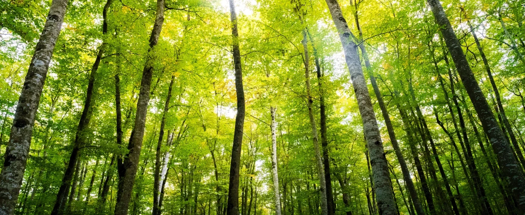 green trust