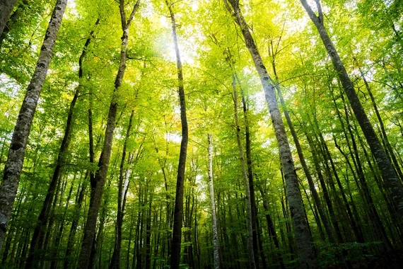 green trust